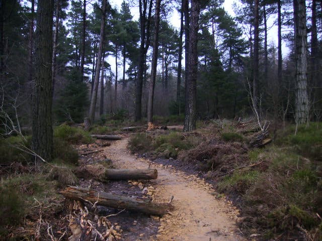 Illustrative photo of a mountain-bike trail in woodland; not a photo of this venue.